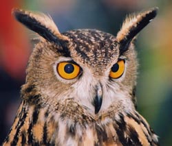 Medieval Activity days - Birds of Prey